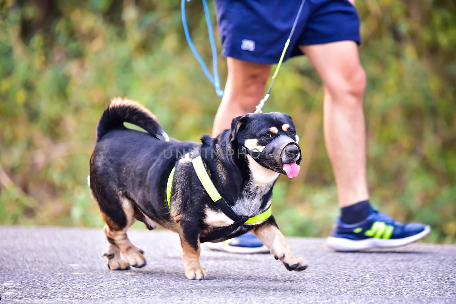 dog running exercise on the road with owner, exercise in the morning