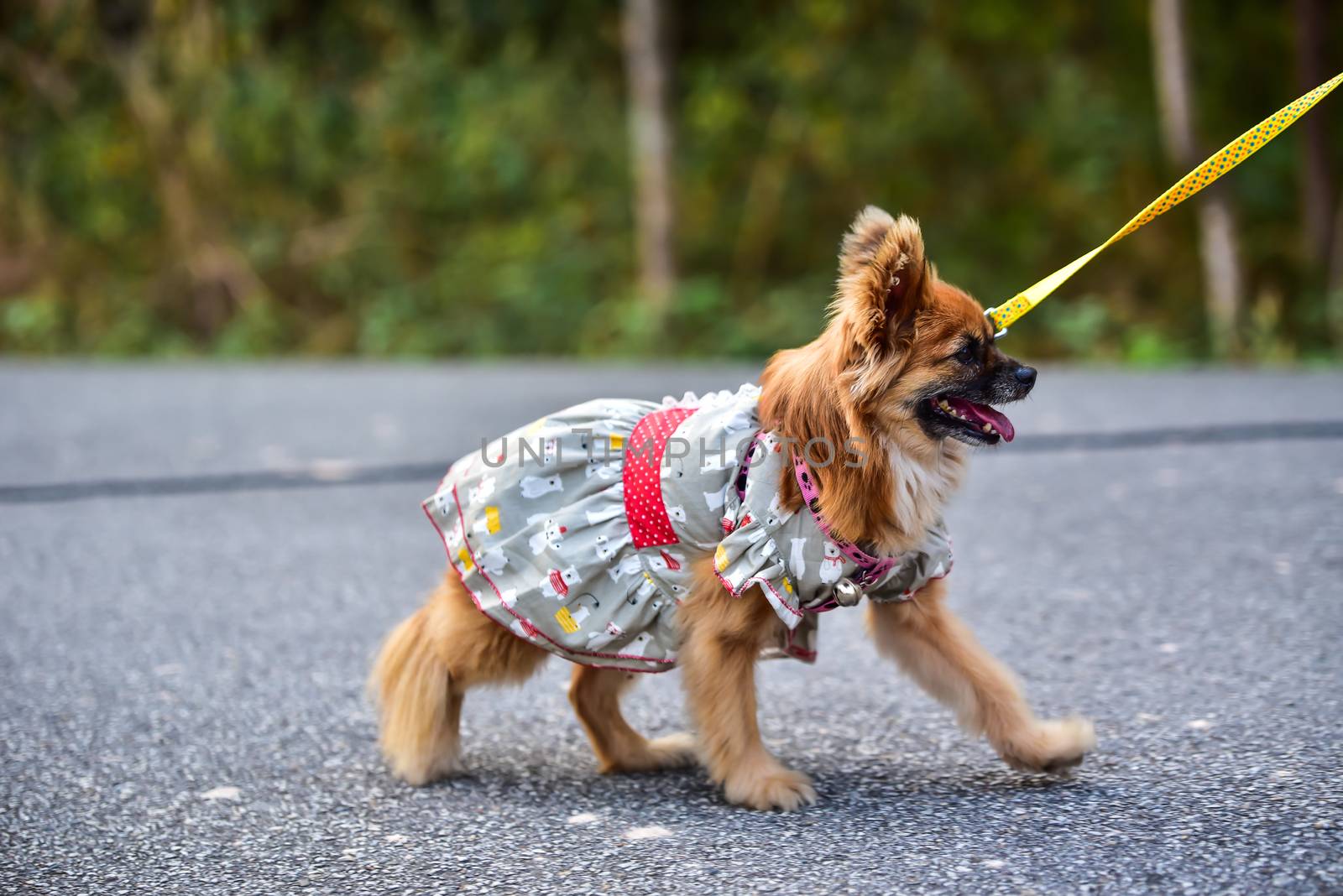 dog running exercise on the road with owner, exercise in the morning