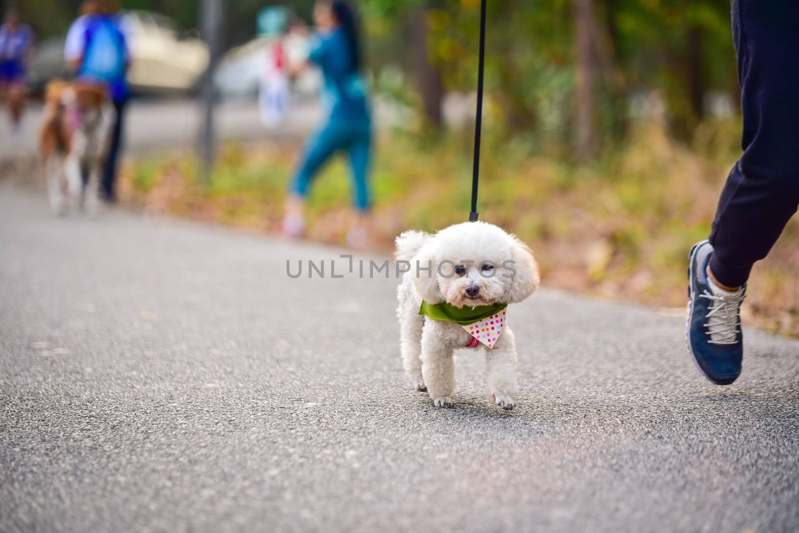 dog running exercise on the road with owner, exercise in the morning