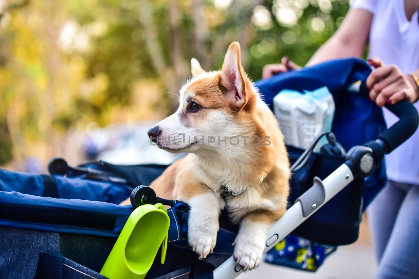 The dog owner is pushing the dog that is in the cart. Come to exercise