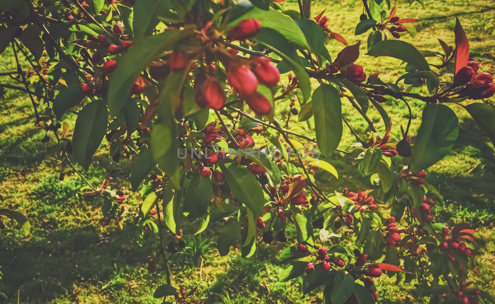 Red berries on tree at sunset in spring, nature and agriculture