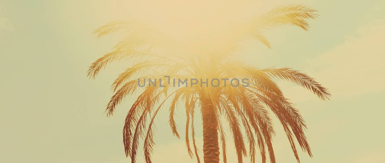 Tropical palm tree leaves in hot summer day as vintage background, nature and travel concept