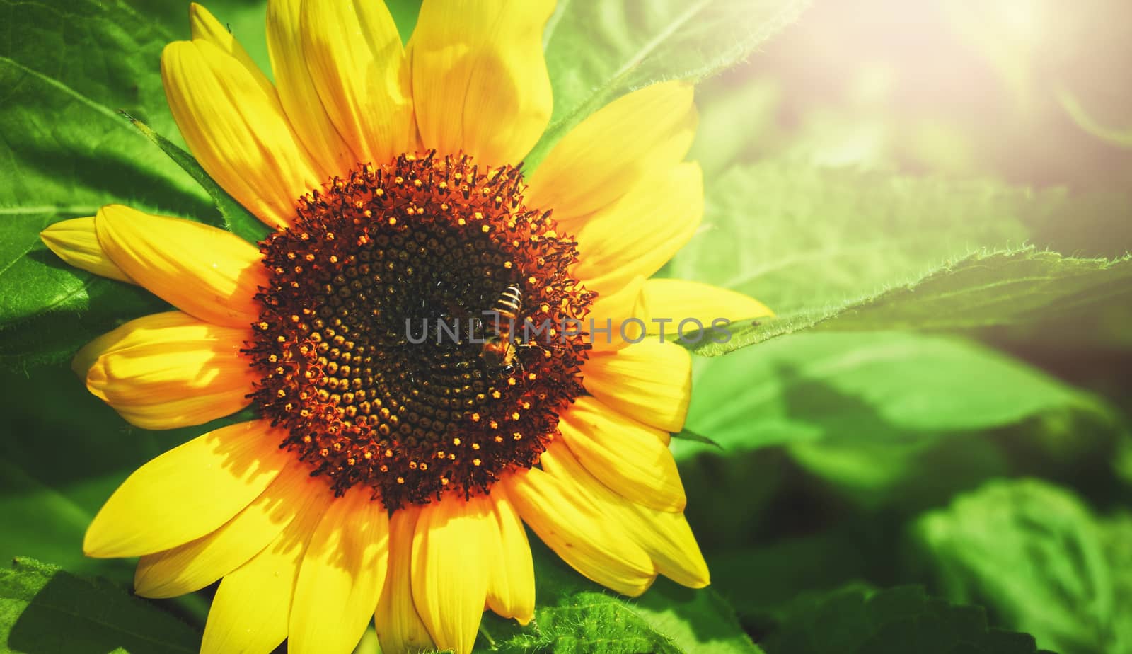 a bee and the sunflower