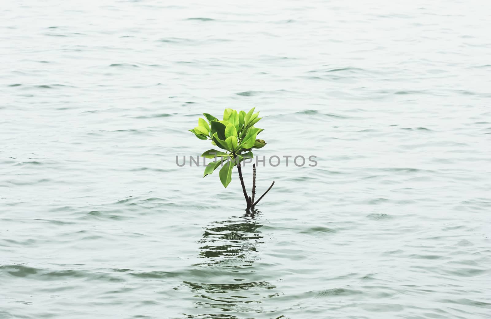 mangrove tree growing on water by winnond