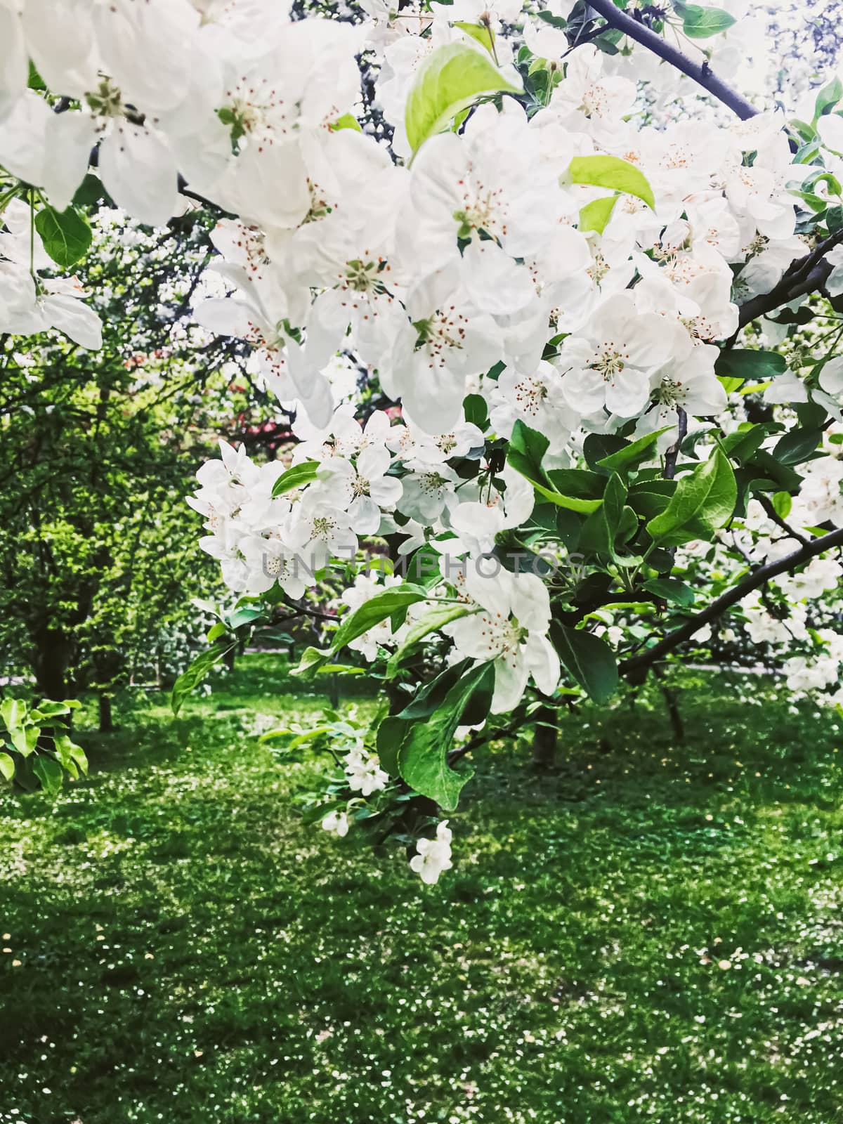 Blooming apple tree flowers in spring garden as beautiful nature landscape, plantation and agriculture by Anneleven