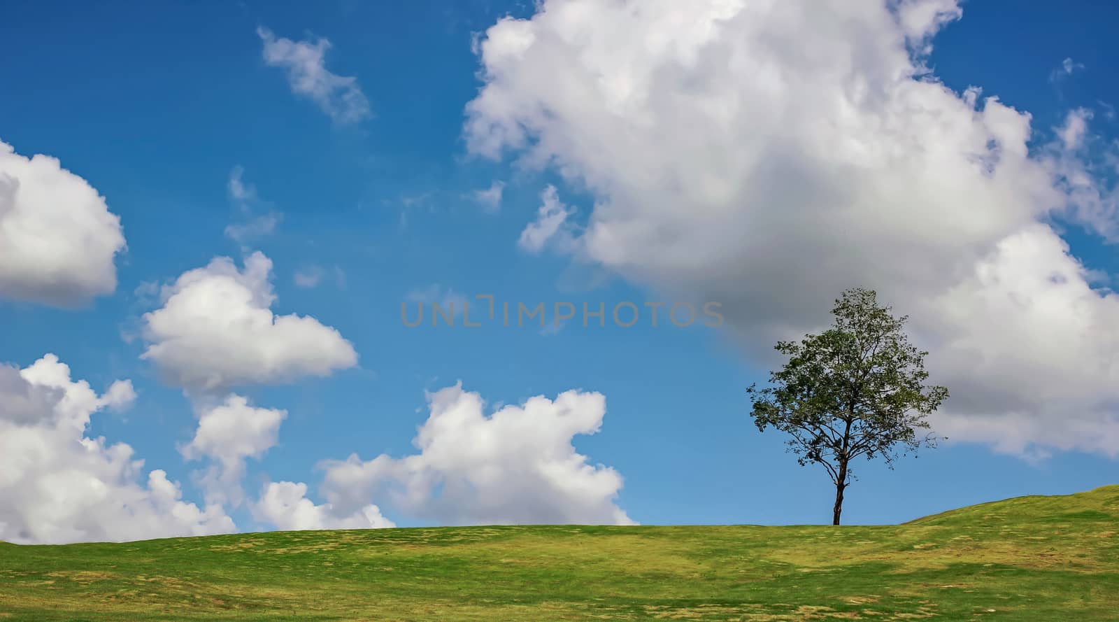 a tree on the hill and blue sky