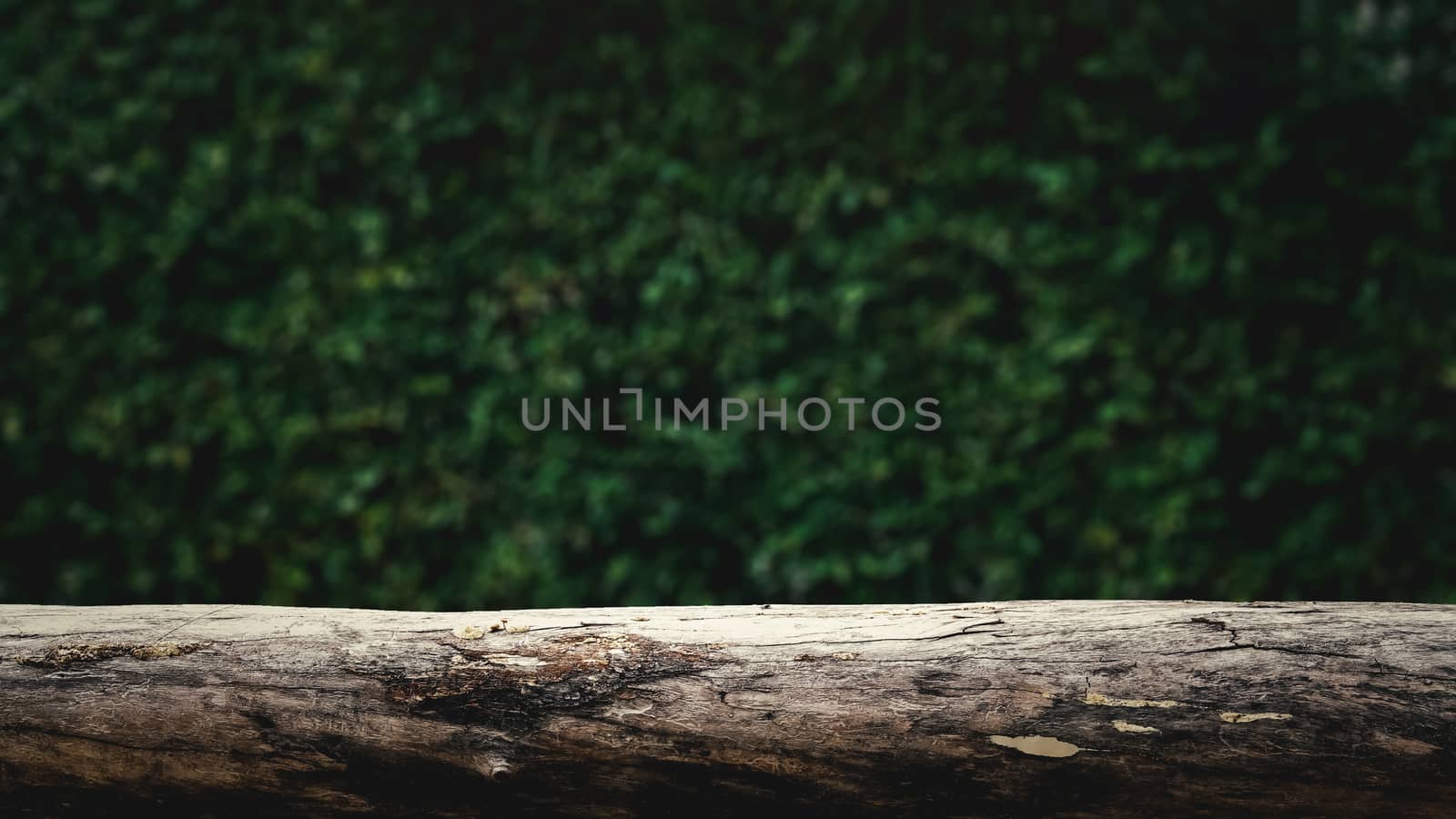 wooden bench and green bush background by winnond