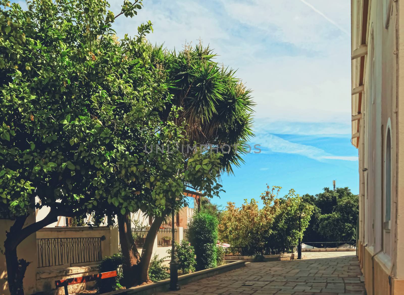 Beautiful trees in southern climate in summer, nature and travel