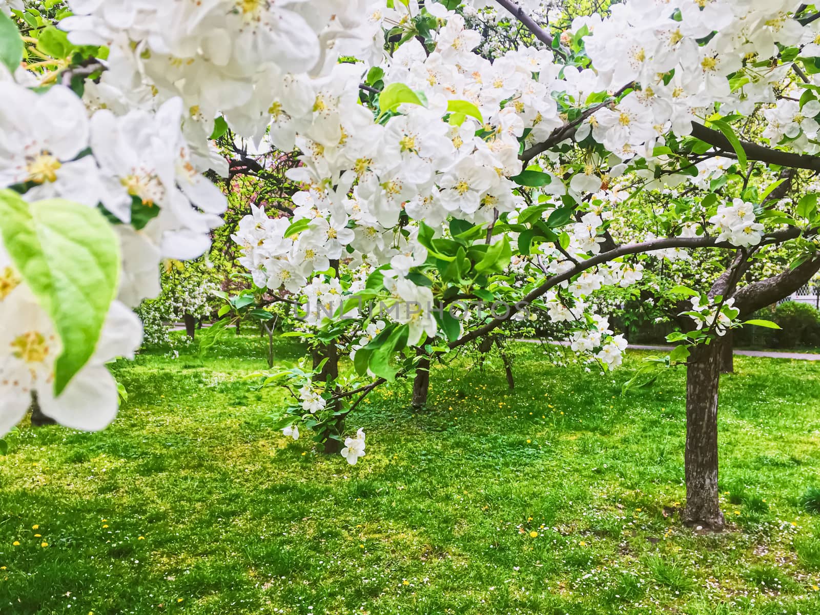Blooming apple tree flowers in spring garden as beautiful nature landscape, plantation and agriculture scenery