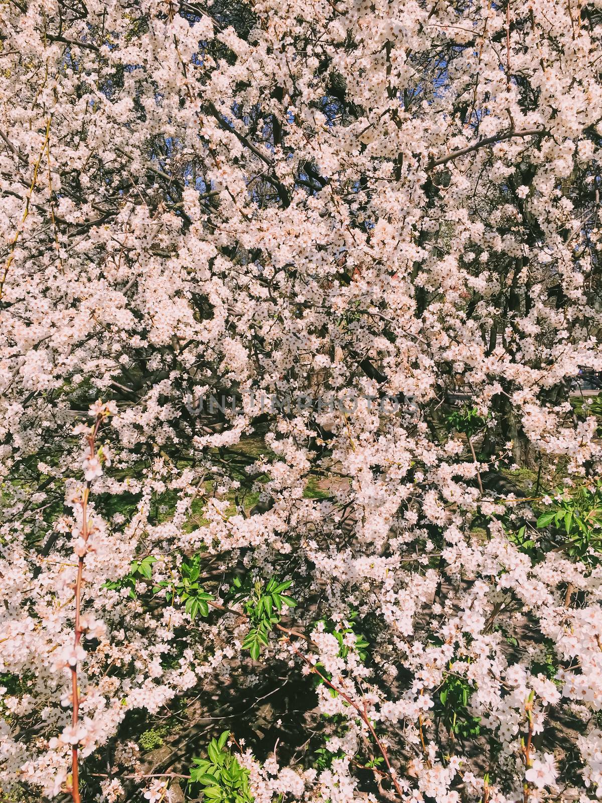 Blooming apple tree flowers in spring as floral background by Anneleven