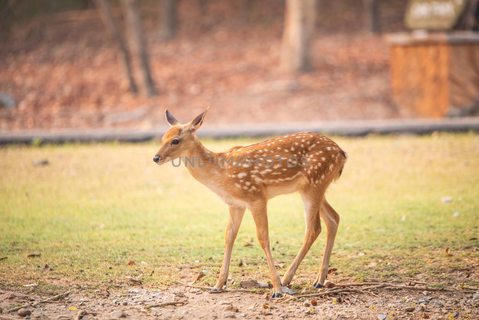 Roe deer standing in the field looking for food