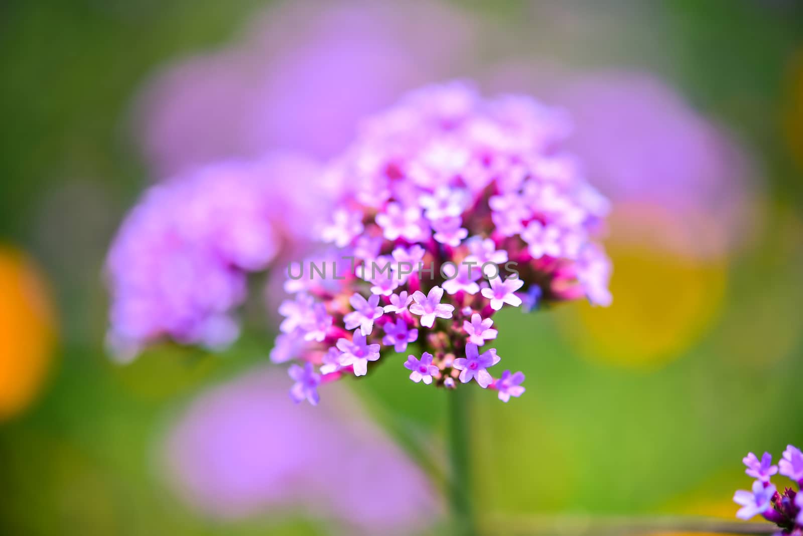 Closeup Verbena bonariensis purple in the park by photobyphotoboy