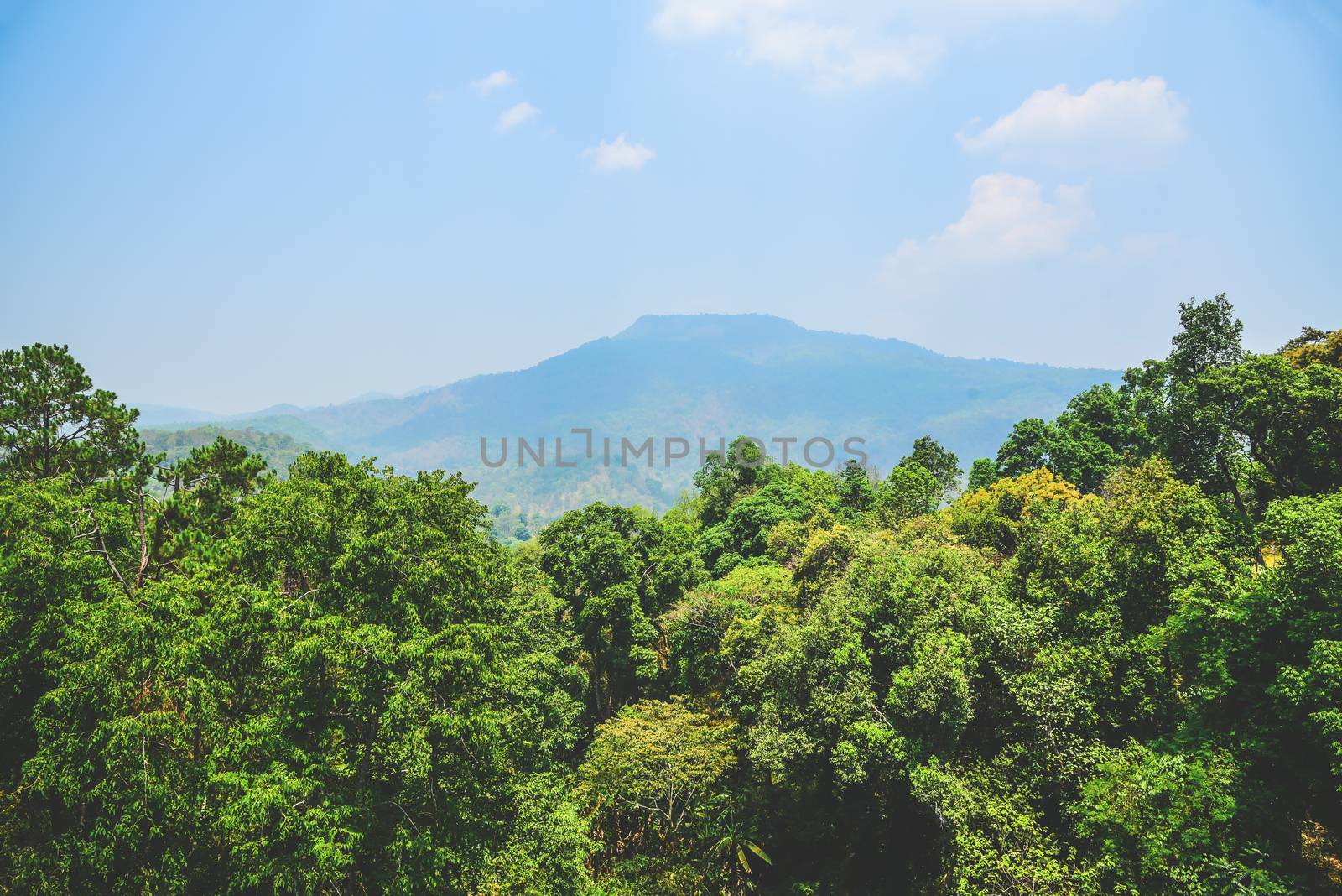 mountain range and evergreen trees on a sunny day