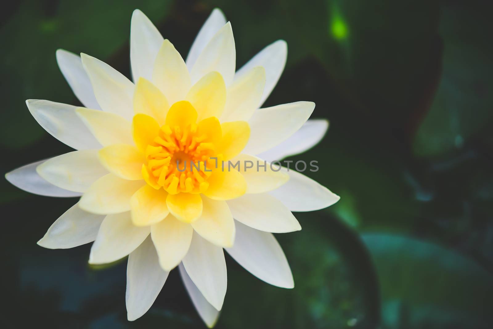 Lotus water floating on the surface of the pool by photobyphotoboy