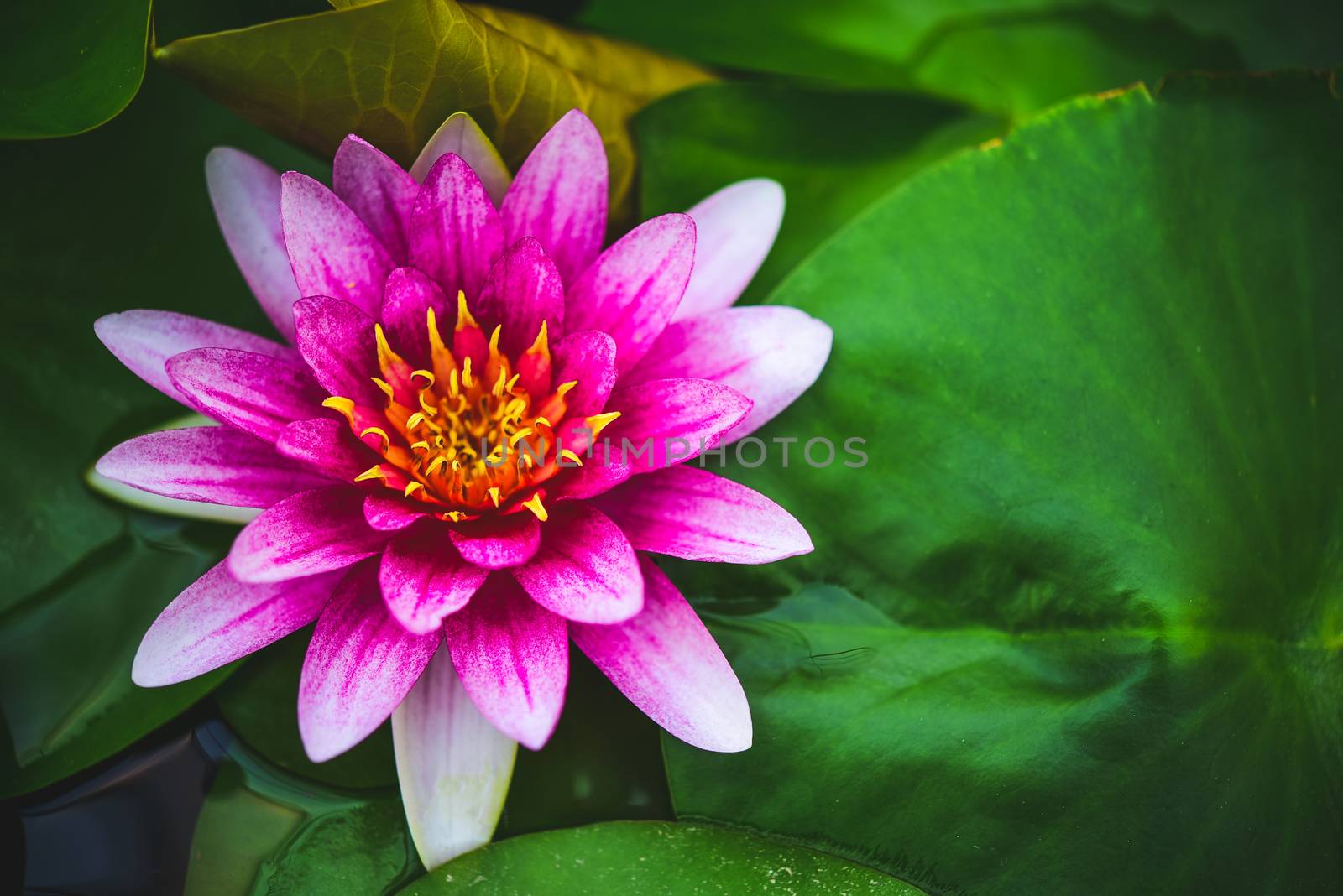 Lotus water floating on the surface of the pool by photobyphotoboy