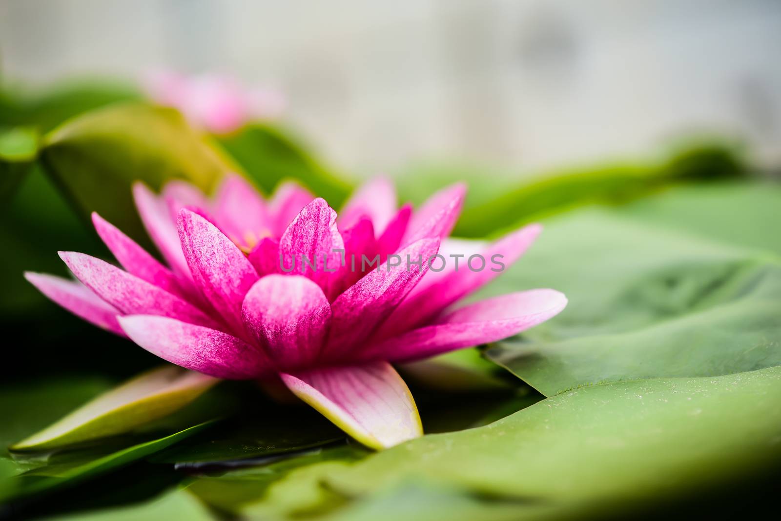 Lotus water floating on the surface of the pool by photobyphotoboy
