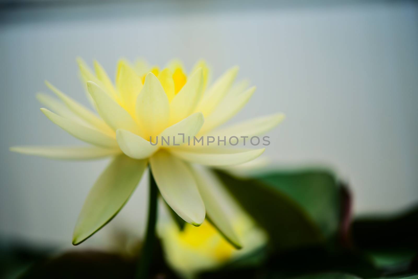 Lotus water floating on the surface of the pool