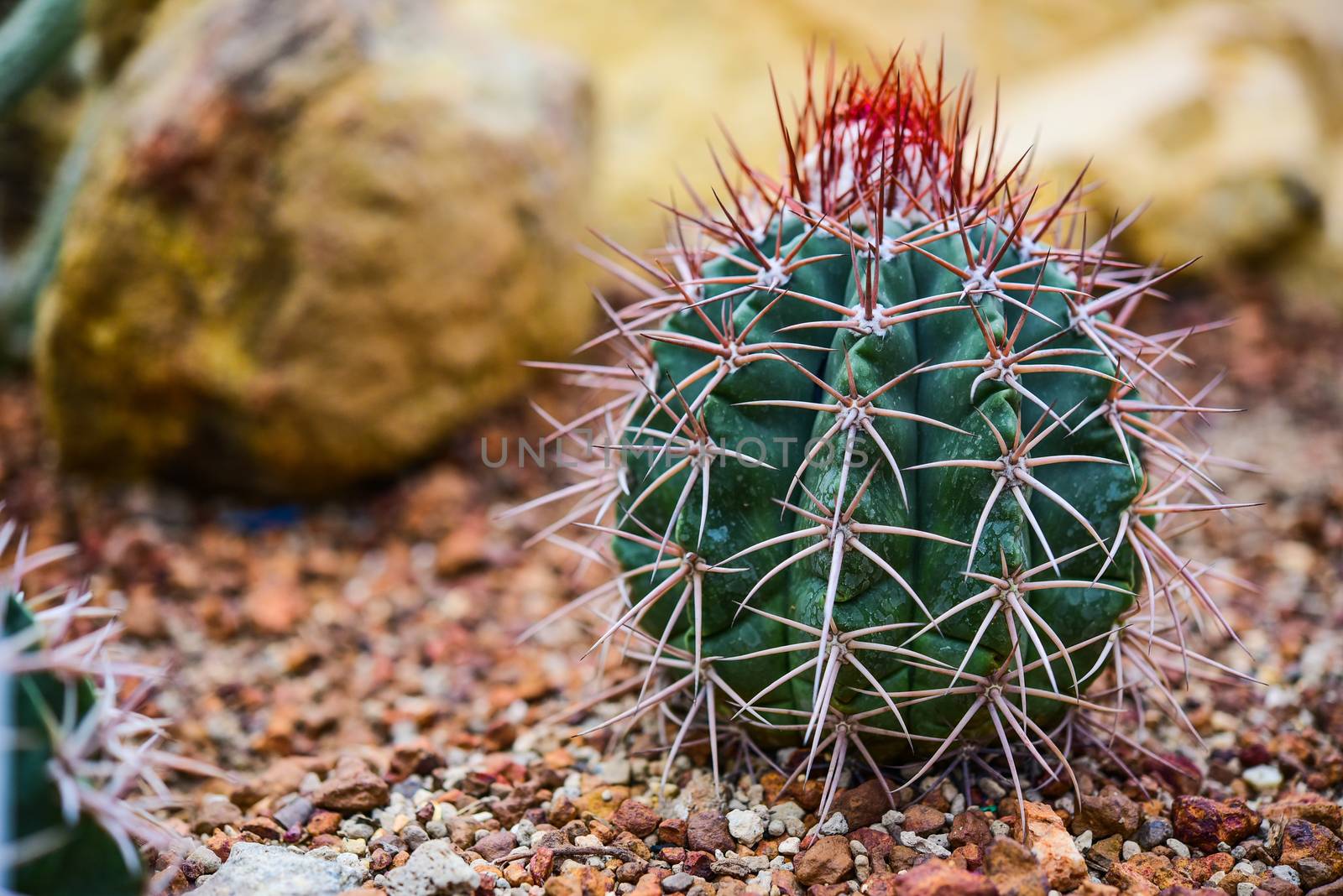 Cactus held in a garden that looks arid by photobyphotoboy