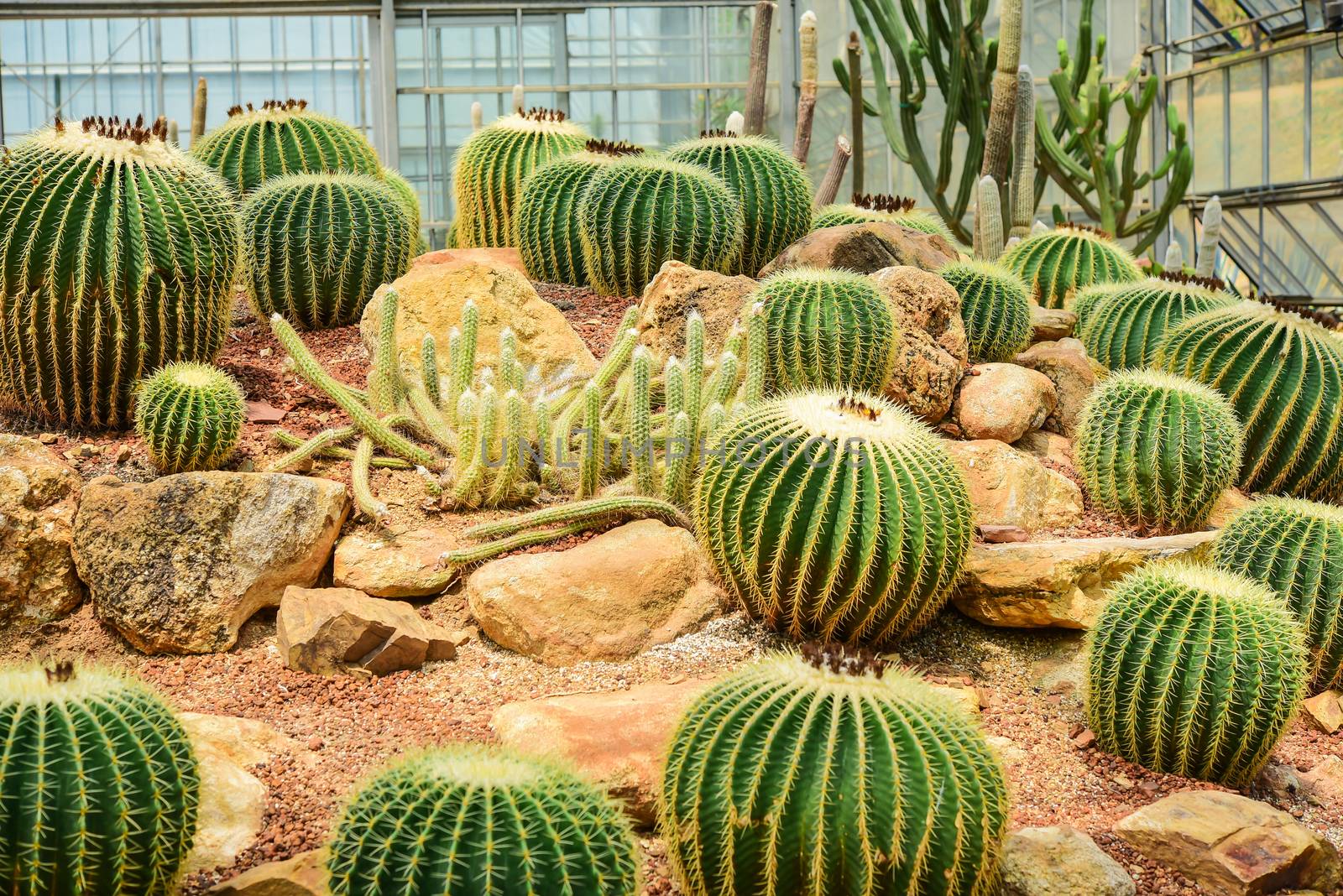 Cactus held in a garden that looks arid by photobyphotoboy