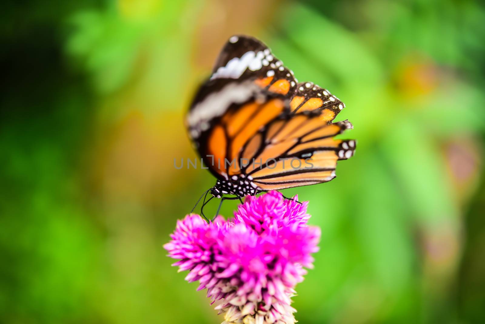 Butterflies fly to flower islands in the midst of nature. by photobyphotoboy