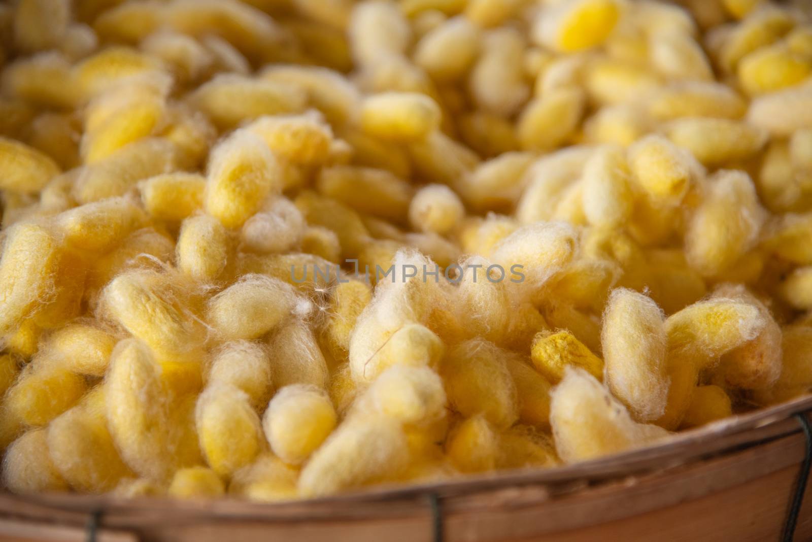 Golden silk cocoon, prepared by spinning the thread for weaving.