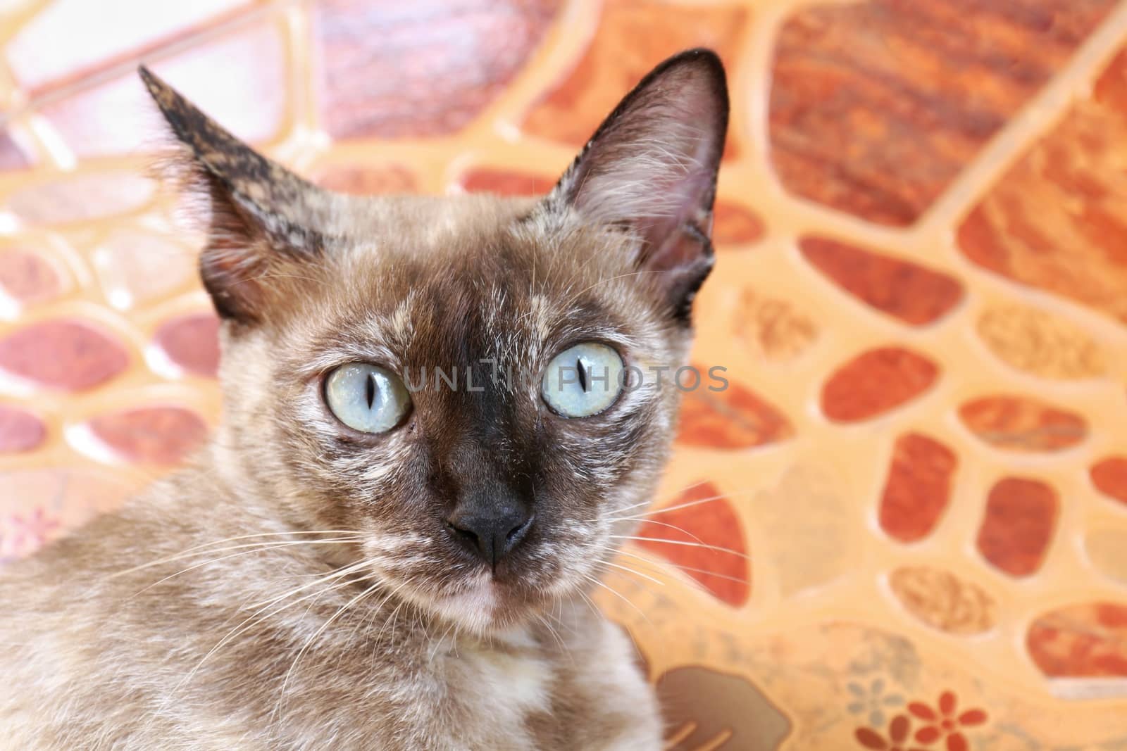 Cat, Portrait of cat face, Asia a cat face, Big eyes cat close-up, Beauty cat cute by cgdeaw