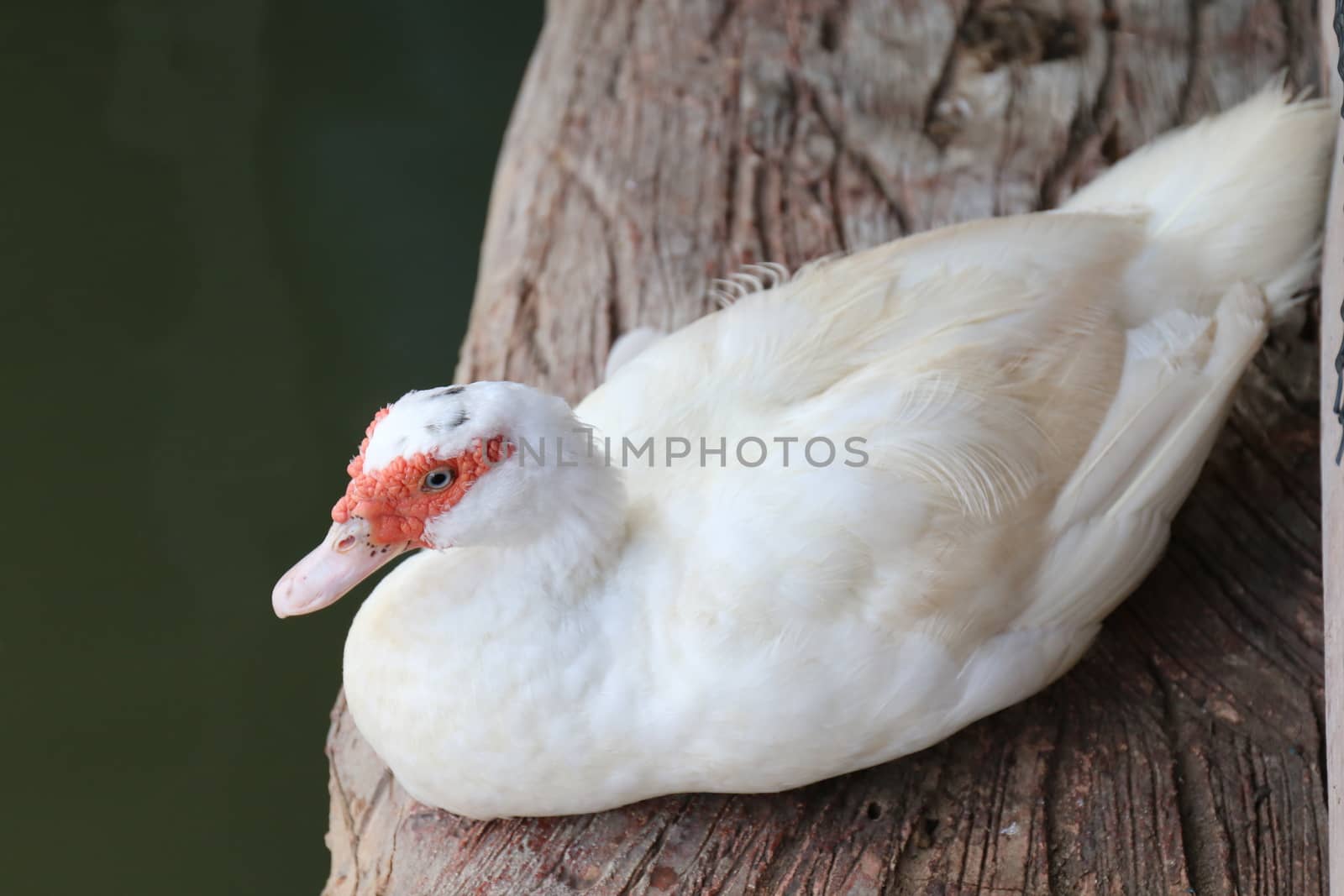 Duck white, Mother duck white on a wooden floor that is above the water surface by cgdeaw