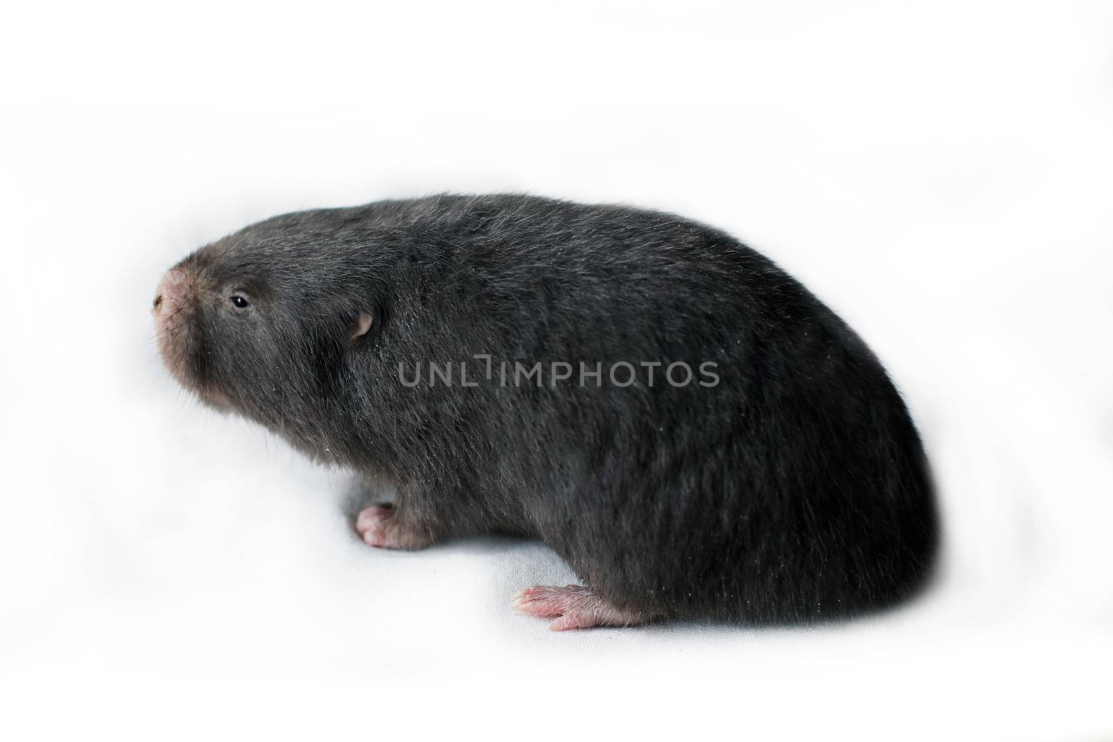 Mole, Mole grey, Asia Mole on white by cgdeaw