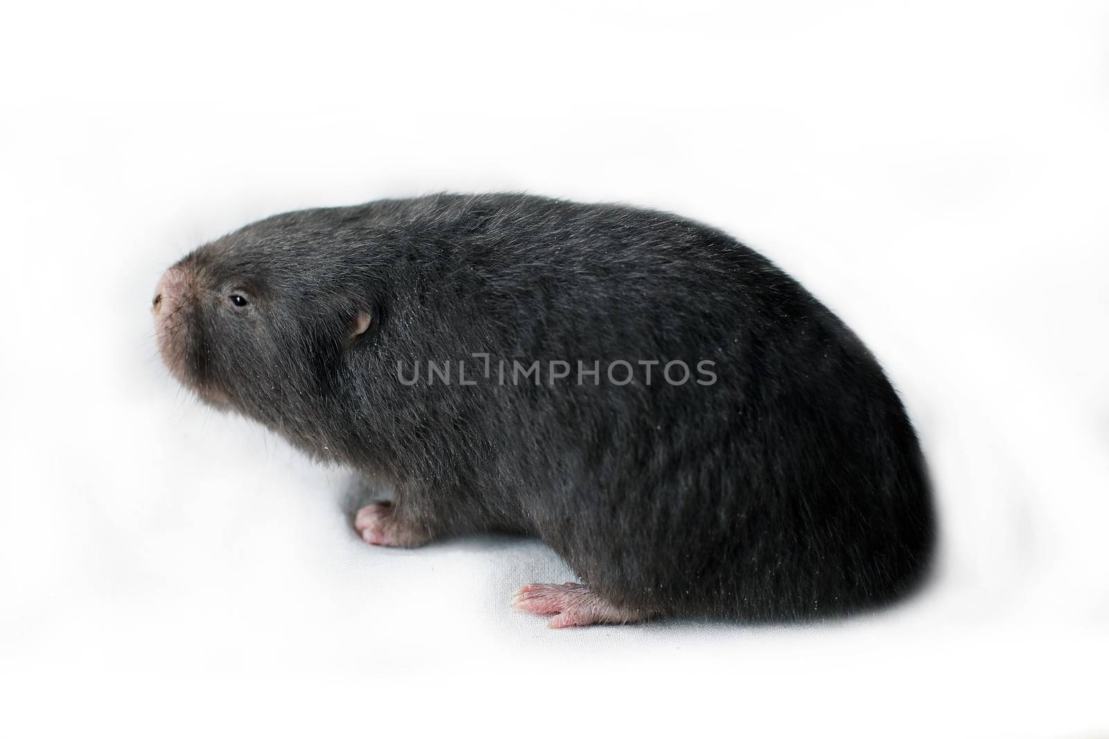 Mole, Mole grey, Asia Mole on white