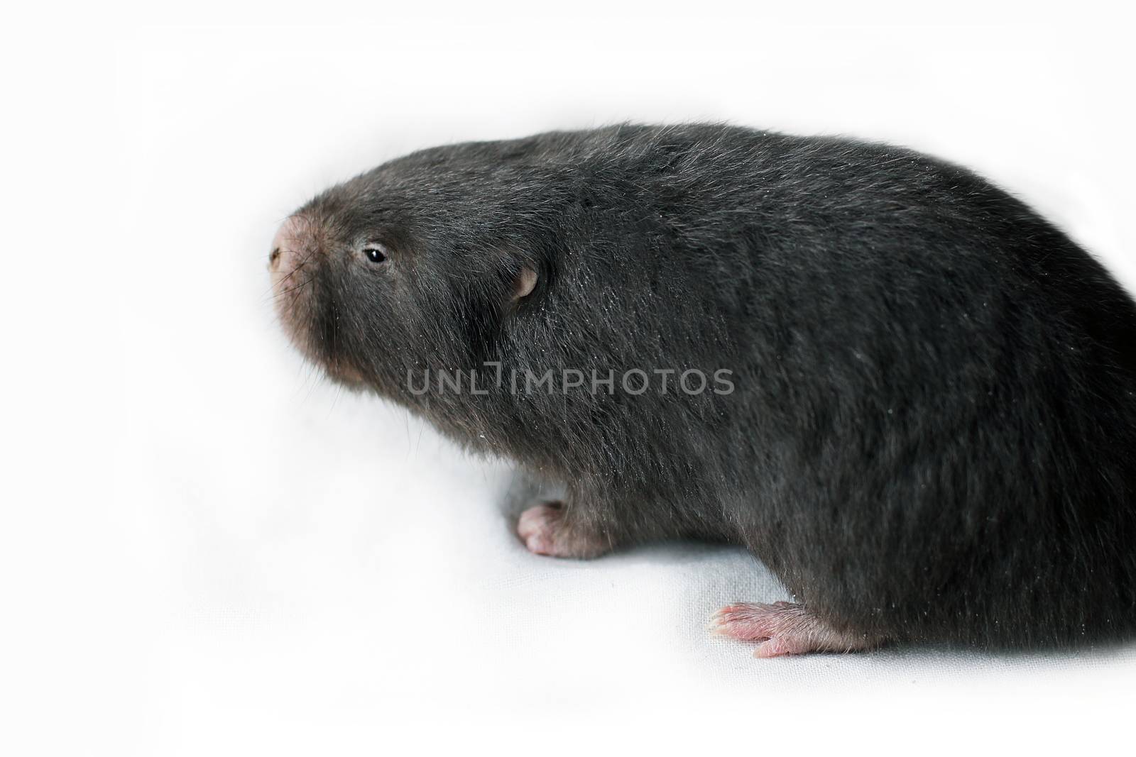 Mole, Asia Mole on white by cgdeaw