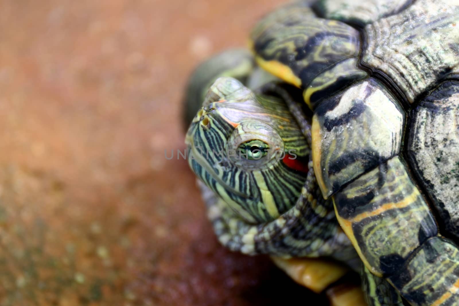 Turtle, Head turtle close up, Turtle contract in the shell (Selective focus) by cgdeaw