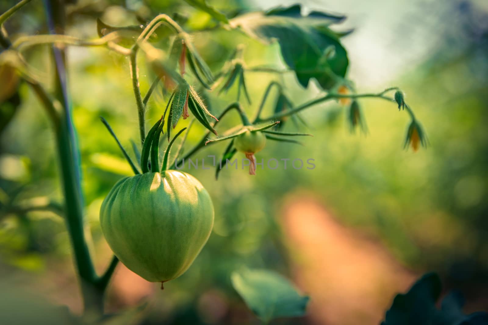 organic tomatoes ripening in a glass, vegetables without chemicals