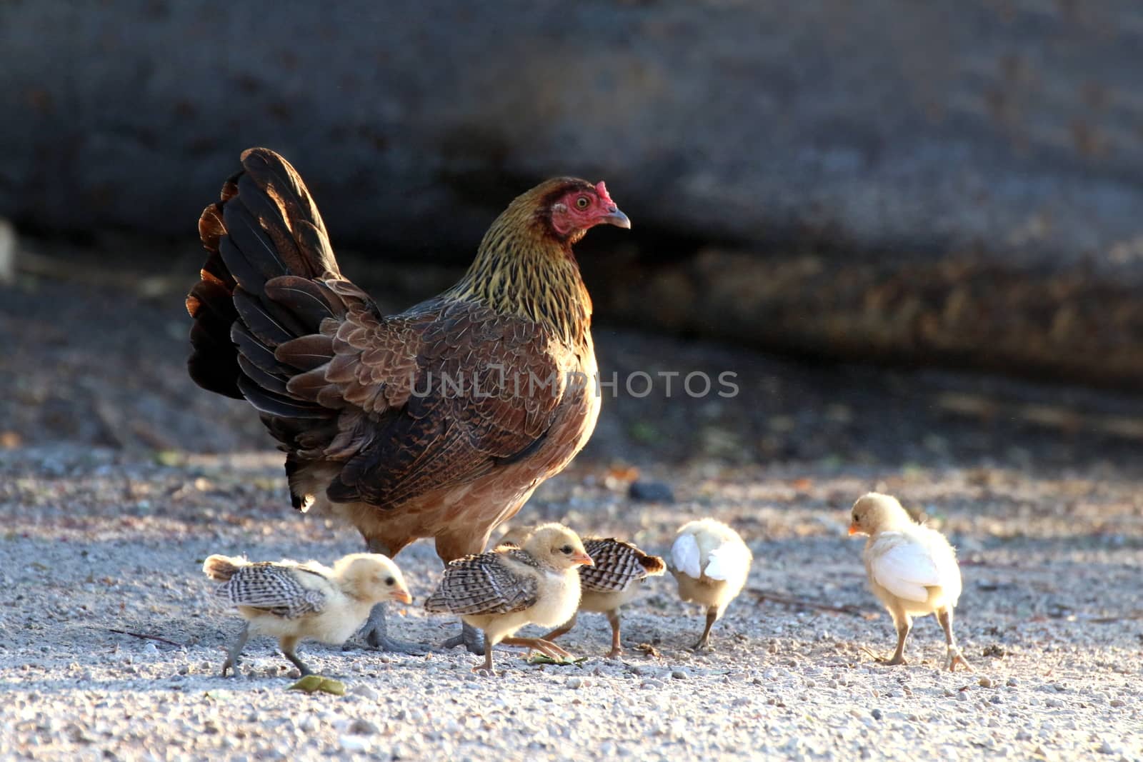 Hen and flocks, Hen chicks flock standing on the ground, flocks of chicks, chicken family
