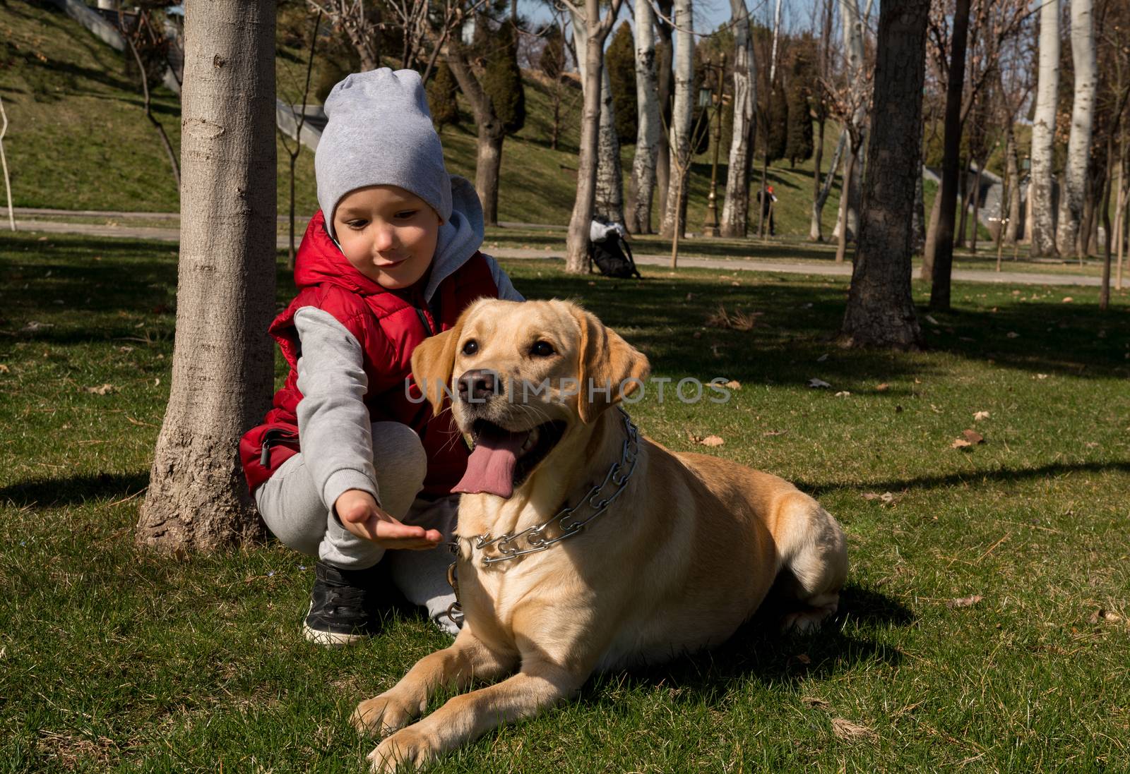 little boy playing with dog labrador in spring park