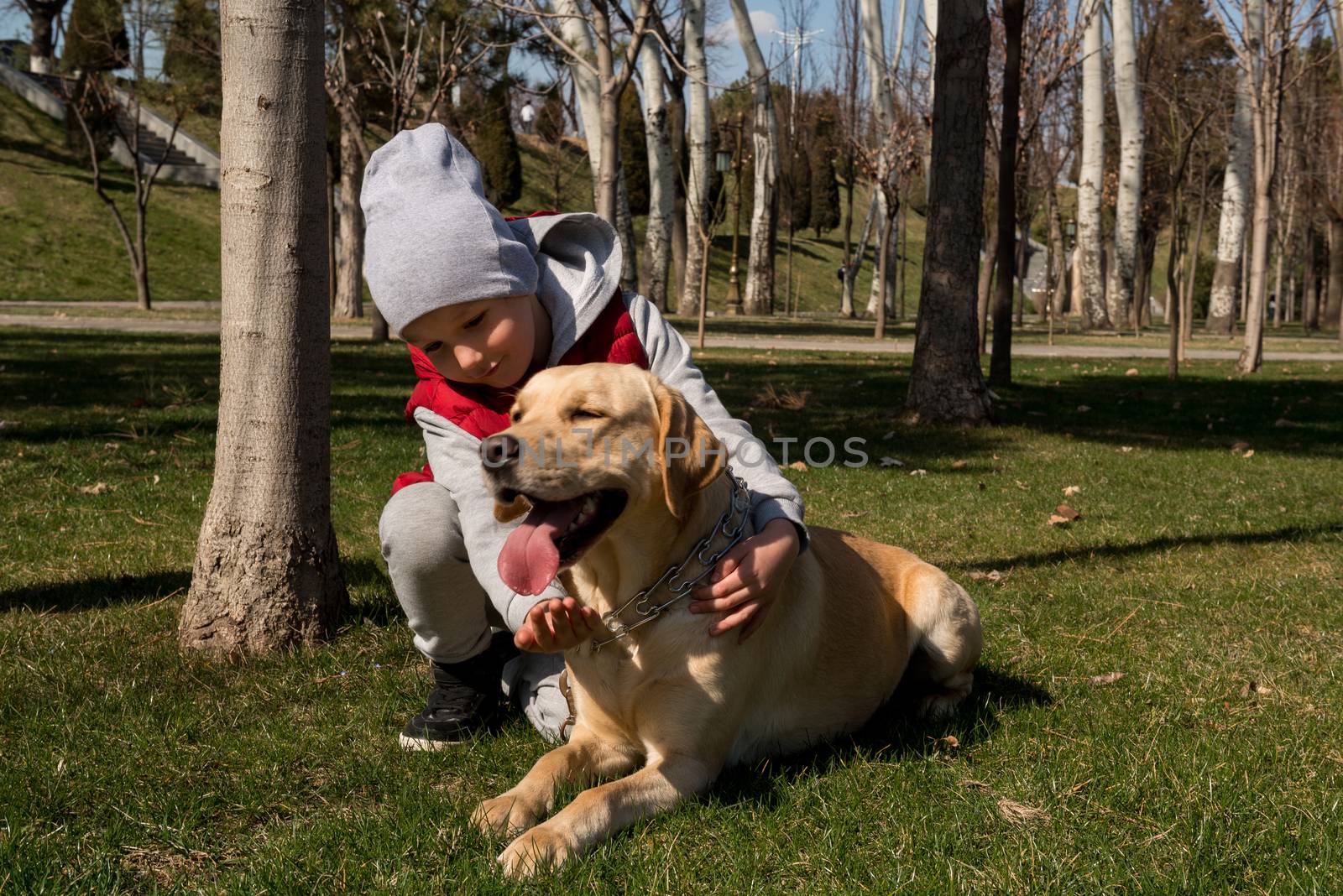 little boy playing with dog labrador in spring park