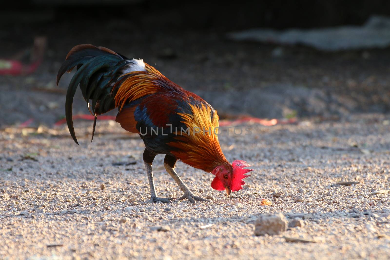 Cock, Rooster Asia, Fighting cock, Gamecock in the countryside