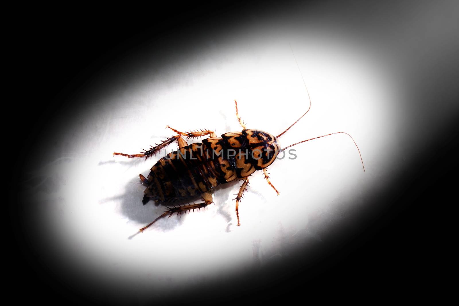 Cockroach, Cockroaches, Roach in the light on dark black shadow background