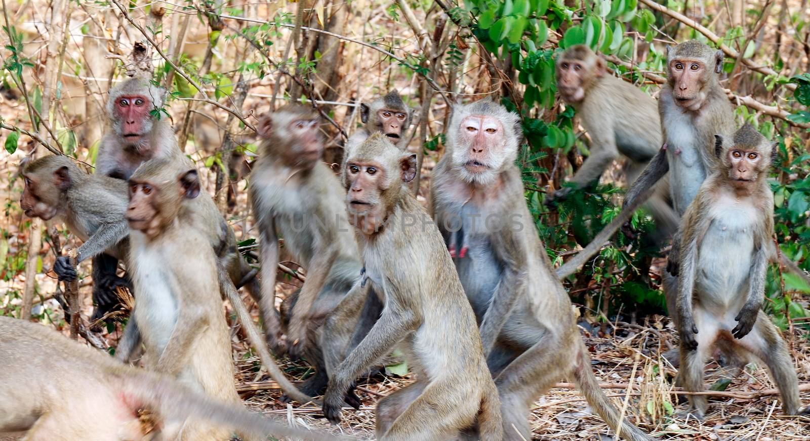 Monkeys, Lots of monkeys panicked stampede Jumping and movement in the forest by cgdeaw