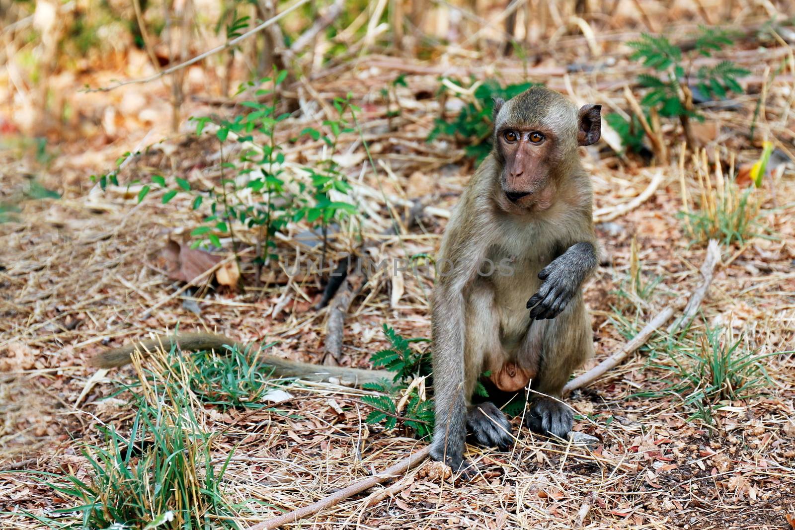 Monkeys sit in the wild by cgdeaw
