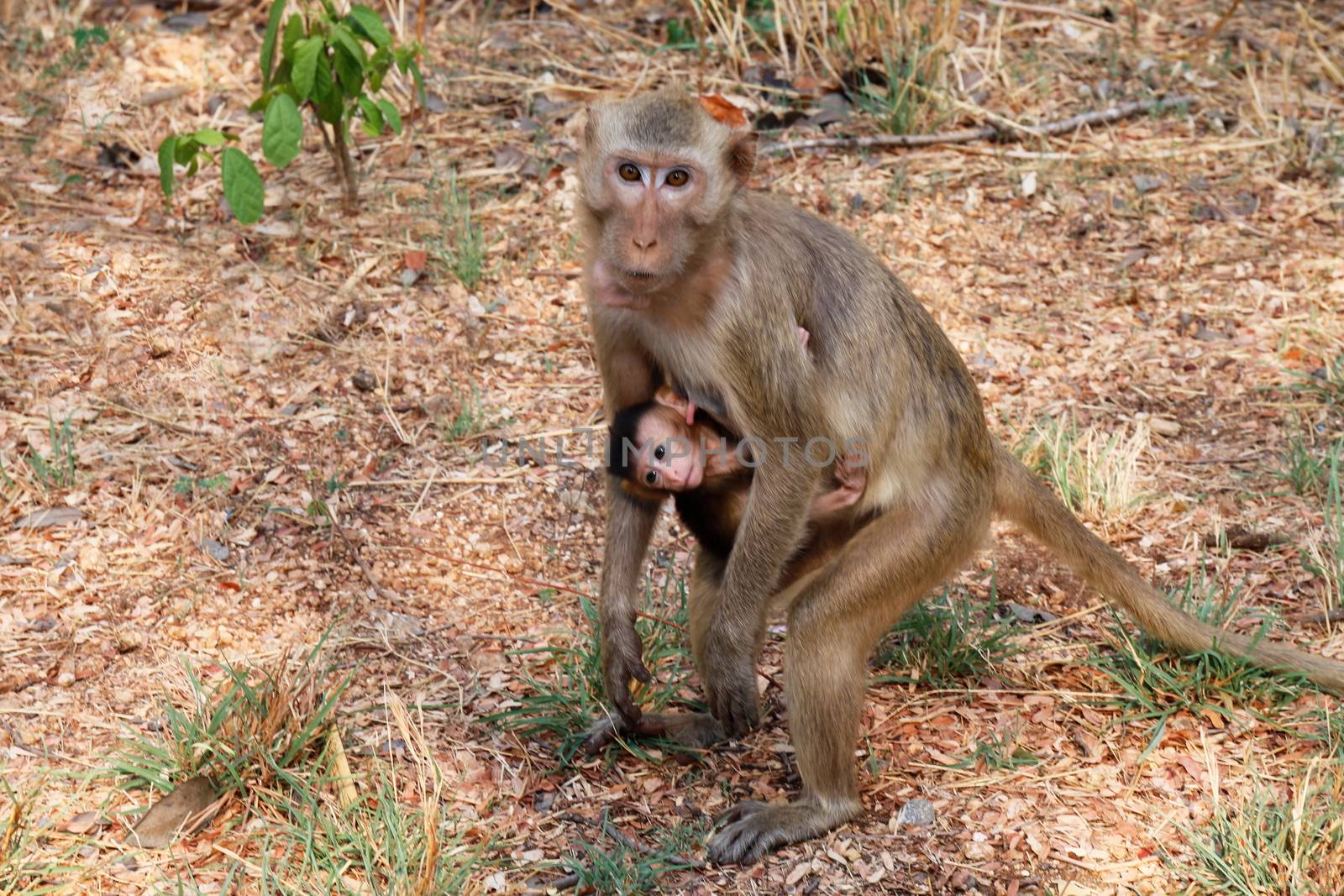 Monkey, Mother holding baby monkey And feeding the monkeys in the wild by cgdeaw