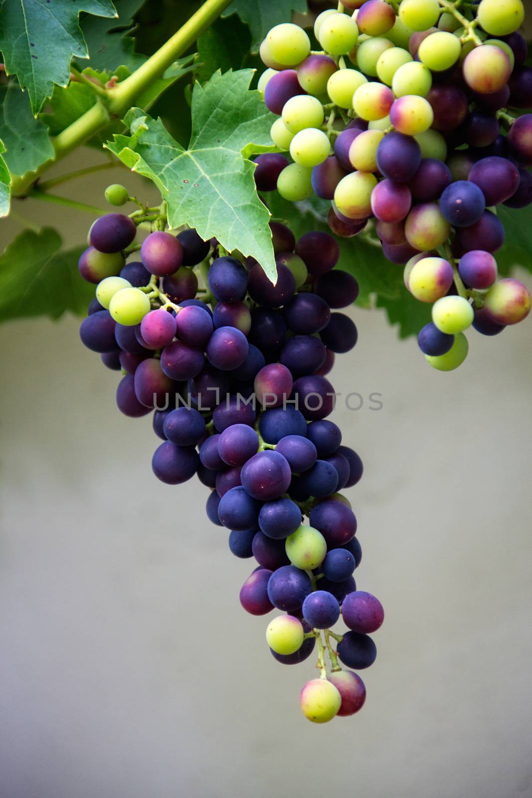 Grapes by dbmedia