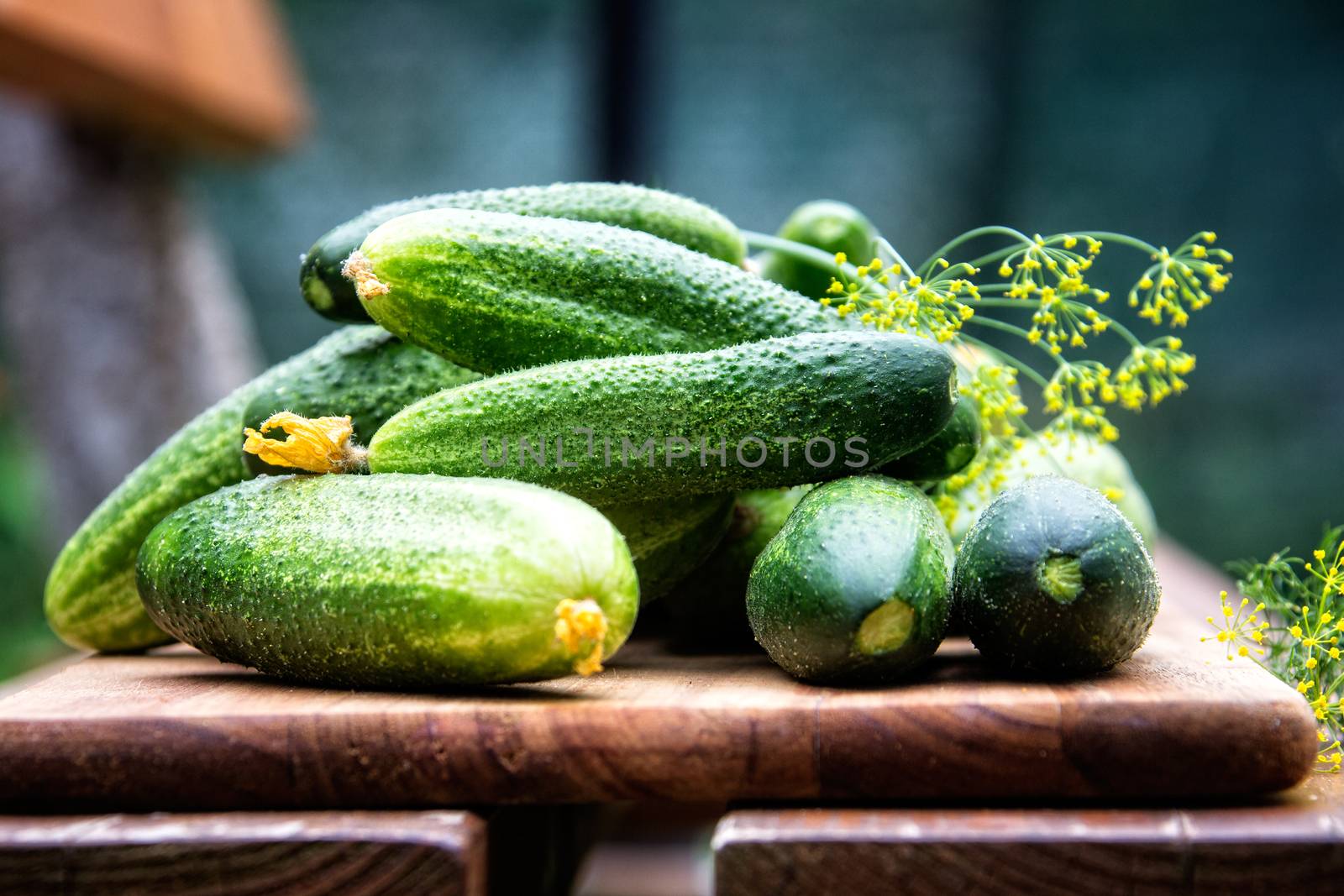 Fresh cucumbers with herbs on the wooden board