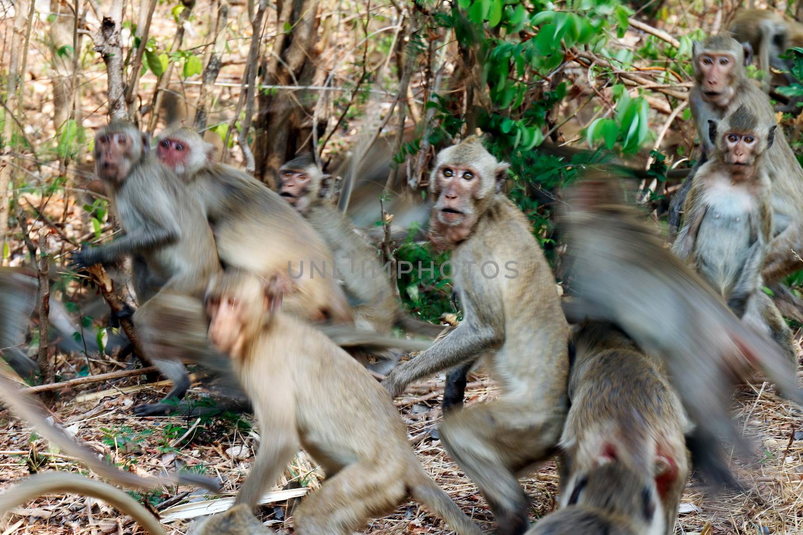 Lots of monkeys panicked stampede Jumping and movement in the forest by cgdeaw