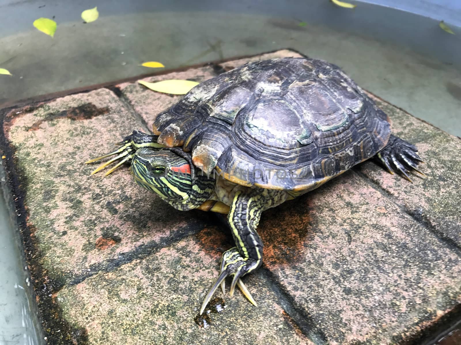 turtle lovers, Freshwater turtle, beautiful turtles by cgdeaw