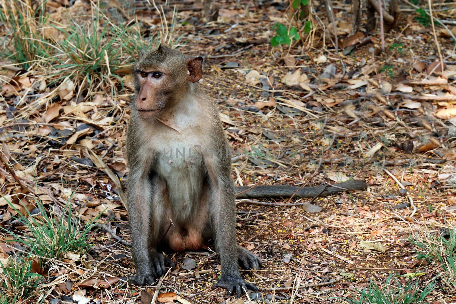 Monkey, Monkeys sit in the wild by cgdeaw