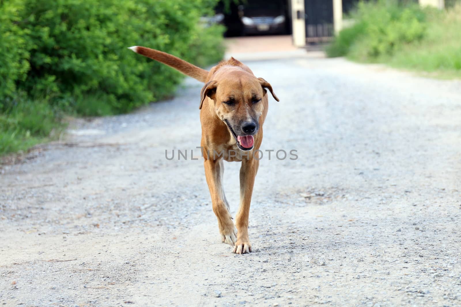 Dog, Brown dog good mood Walking in front and smiling dog