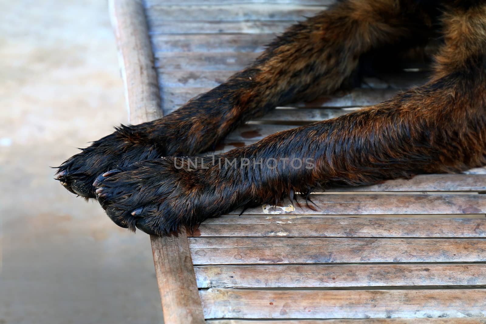 Wet dog legs, Wet dog hairs by cgdeaw