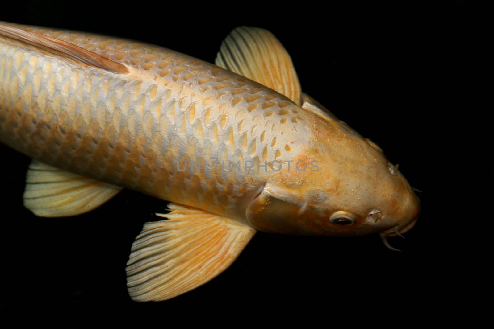 fish carp, fish koi gold, golden carb, yellow gold carp fish big size isolated on black background by cgdeaw