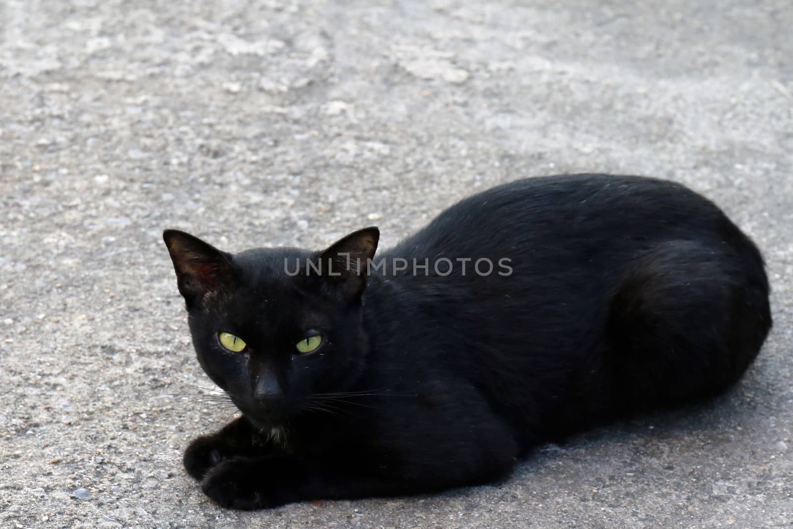 Cat, Cat on floor, Black Cat sickly ugly by cgdeaw