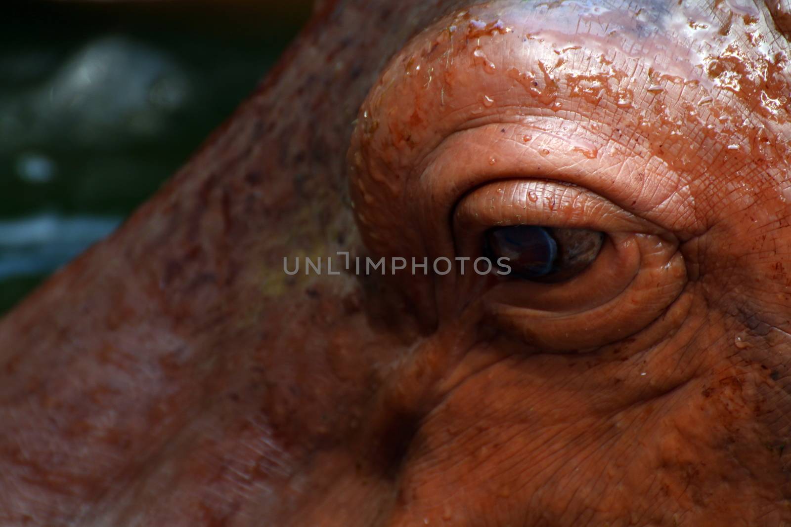 Eyes hippo Hippopotamus close up by cgdeaw